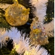 Rubber duck christmas ball glitter LILALU  Lilalu